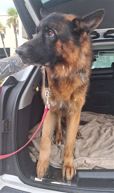 Photo of Tarzan, adoptable German Shepherd Dog in Fort Lauderdale, Florida