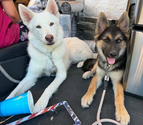 Photo of Miss B, adoptable German Shepherd Dog in Irvine, California