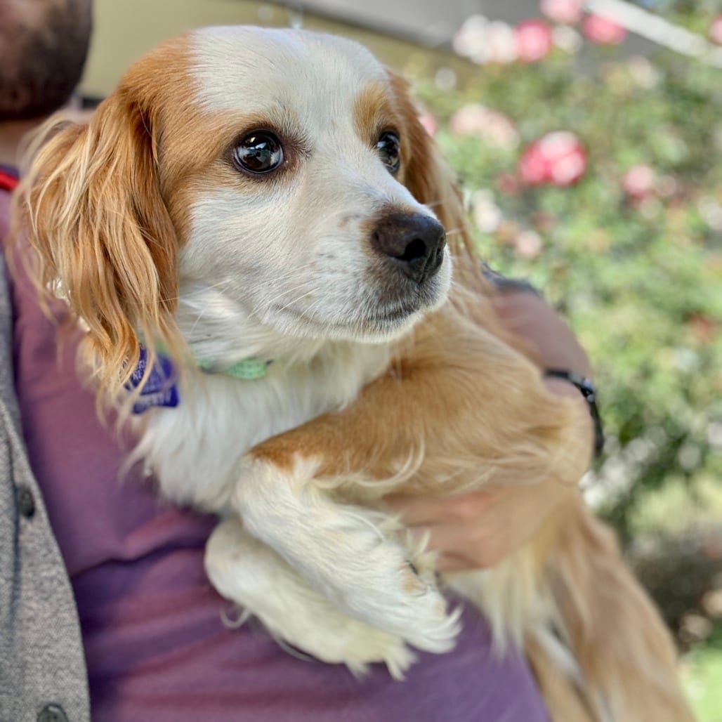 Photo of Ben, adoptable Mixed Breed (Small) in San Francisco, California
