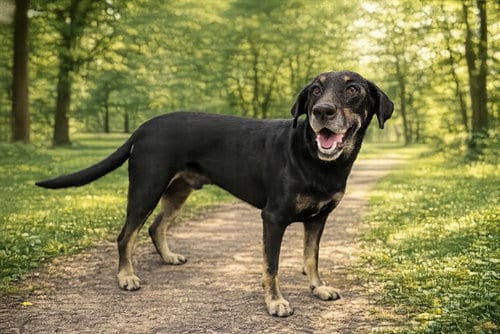 Photo of Kingsley, adoptable Plott Hound in Miami, Florida