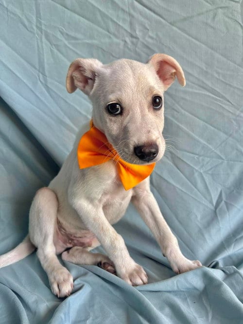 Photo of Porfi, adoptable Labrador Retriever in NYC, New York