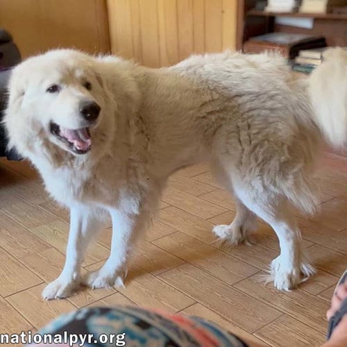 Photo of Lillie in MS - Loves Peanut Butter Ritz Bits, adoptable Great Pyrenees in Beacon, New York