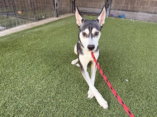 Photo of Ralph, adoptable Siberian Husky in Garland, Texas