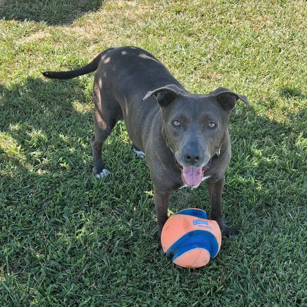 Photo of Joli, adoptable Mixed Breed (Large)