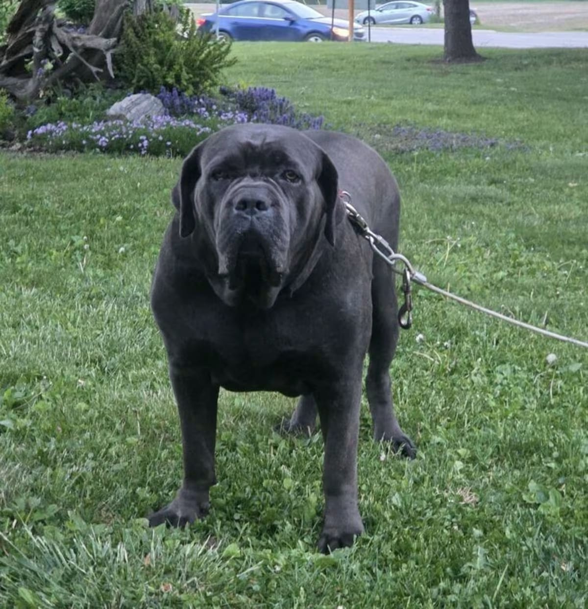 Photo of Big Momma, adoptable Cane Corso in Oswego, Illinois