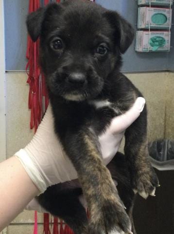 Photo of Lana, adoptable German Shepherd Dog in Riverside, California