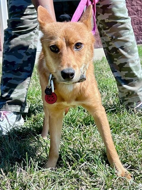 Photo of Sean, adoptable German Shepherd Dog in Forestville, Maryland