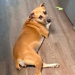 Photo of Daisy, adoptable Black Mouth Cur in Chattanooga, Tennessee