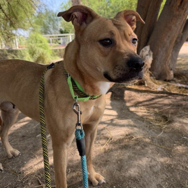 Photo of Turnip, adoptable dog