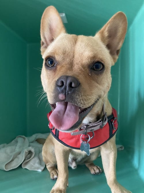 Photo of Leo, adoptable French Bulldog in San Diego, California