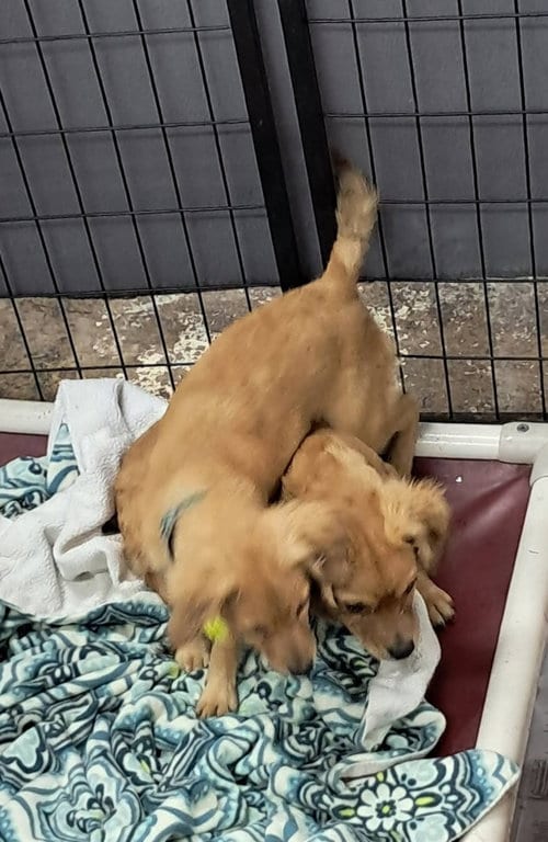 Photo of August James, adoptable Dachshund in Mukwonago, Wisconsin