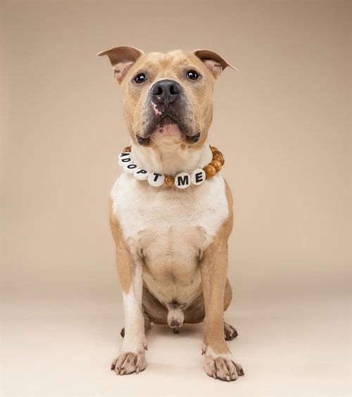 Photo of Kovu, adoptable Pit Bull Terrier in Miami, Florida