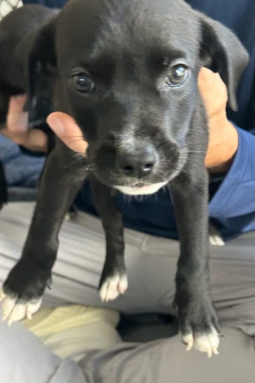 Photo of BP Dew, adoptable Labrador Retriever in San Diego, California