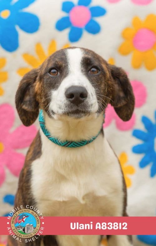 Photo of Ulani, adoptable Beagle in Mobile, Alabama