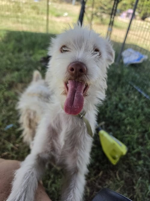 Photo of Princess Summer, adoptable Terrier in Pipe Creek, Texas