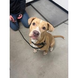 Photo of Nova, adoptable Mixed Breed (Medium) in New Castle, Delaware