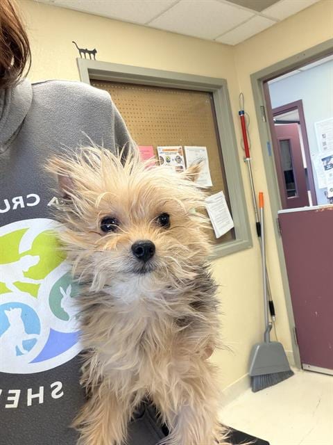 Photo of Gus, adoptable Yorkshire Terrier Yorkie in Santa Cruz, California