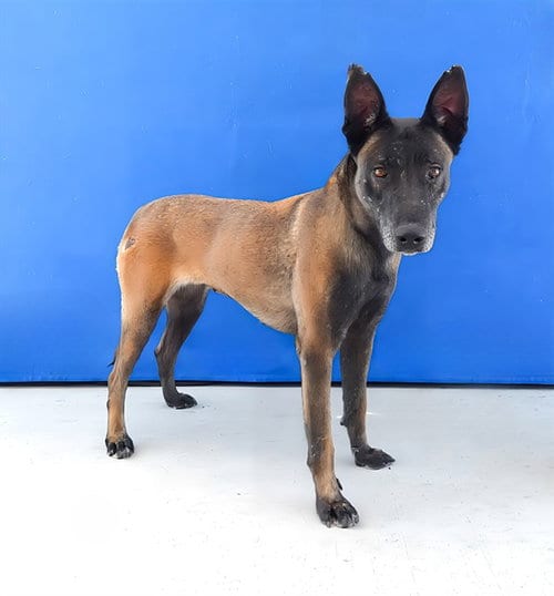 Photo of Nutmeg, adoptable Belgian Shepherd Malinois in Baldwin Park, California