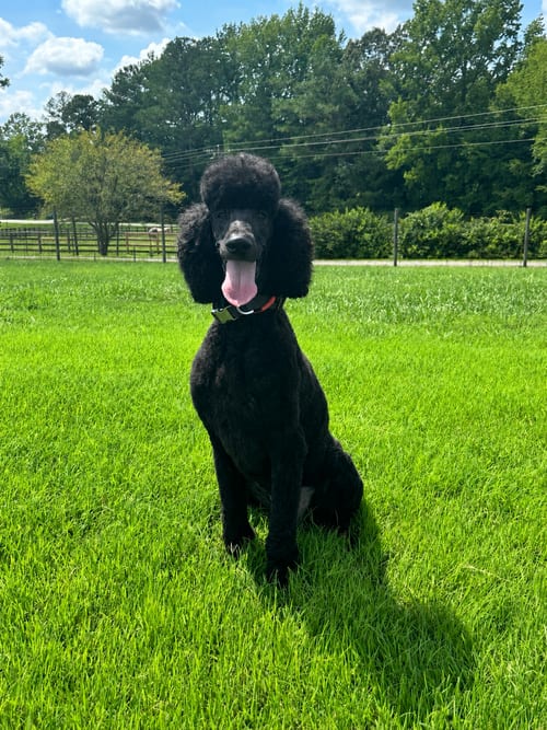 Photo of Kobee Jul 26, adoptable Poodle (Standard) in Pacolet, South Carolina