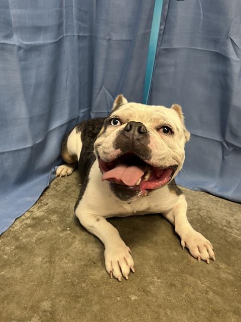 Photo of Potato, adoptable Bulldog in Rosenberg, Texas