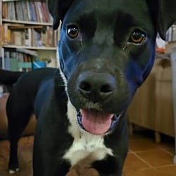 Photo of Bernie CP, adoptable Labrador Retriever in Boulder, Colorado