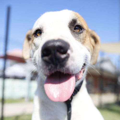 Photo of Thor, adoptable American Staffordshire Terrier in San Antonio, Texas