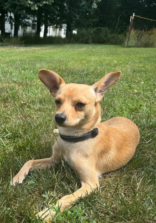 Photo of Joey, adoptable Chihuahua in Jackson Township, New Jersey