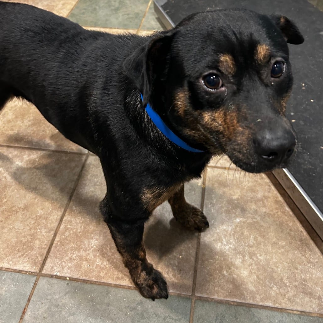 Photo of Clyde, adoptable Mixed Breed (Medium) in Chattanooga, Tennessee