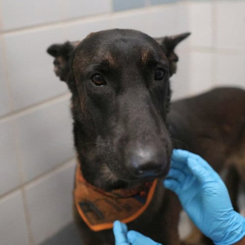 Photo of Aristotle, adoptable Belgian Shepherd Malinois in San Antonio, Texas