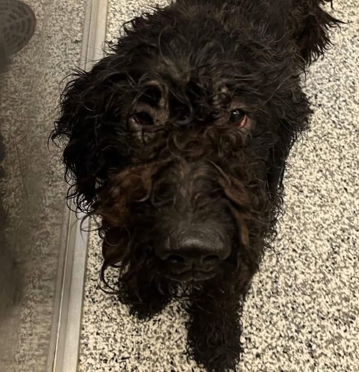 Photo of FOSTER NEEDED - Piper, adoptable Poodle (Miniature)/Labrador Retriever in Staten Island, New York