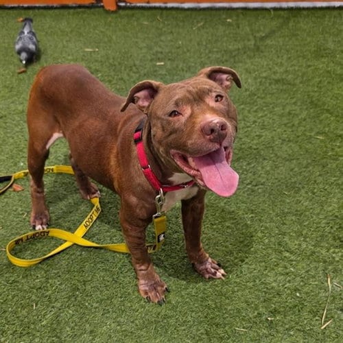 Photo of My Sharona, adoptable Pit Bull Terrier in Las Vegas, Nevada