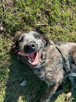 Photo of Copper Oscar, adoptable dog
