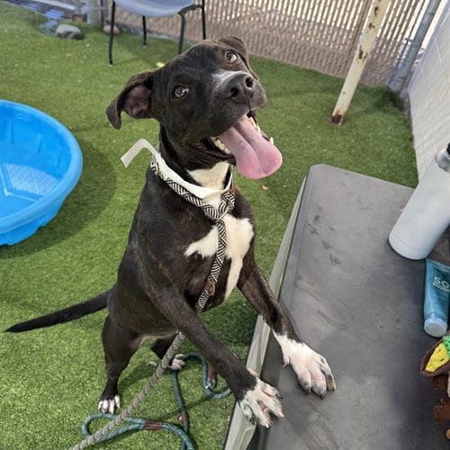 Photo of Fruit Punch, adoptable Labrador Retriever in Phoenix, Arizona