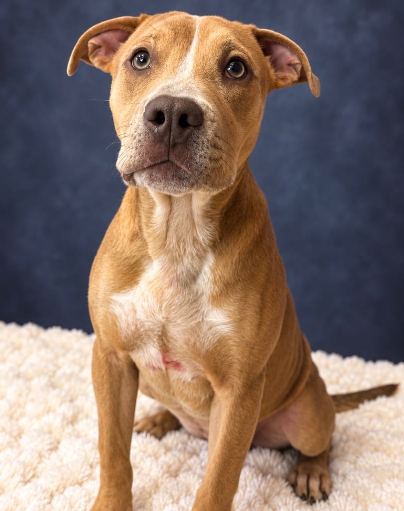 Photo of Karina, adoptable Terrier in Wintersville, Ohio