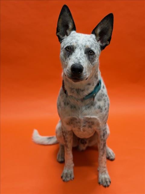 Photo of Gussepi, adoptable Australian Cattle Dog/Blue Heeler in Hayward, California