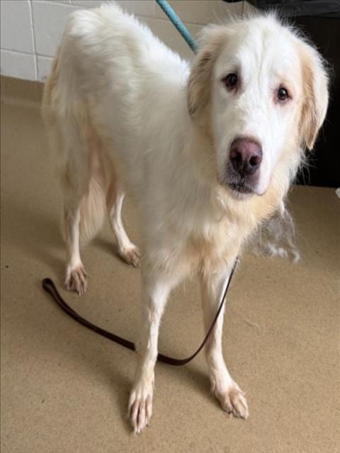 Photo of Ariel, adoptable Great Pyrenees in Derwood, Maryland