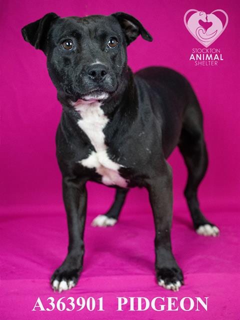 Photo of Pidgeon, adoptable Terrier in Stockton, California