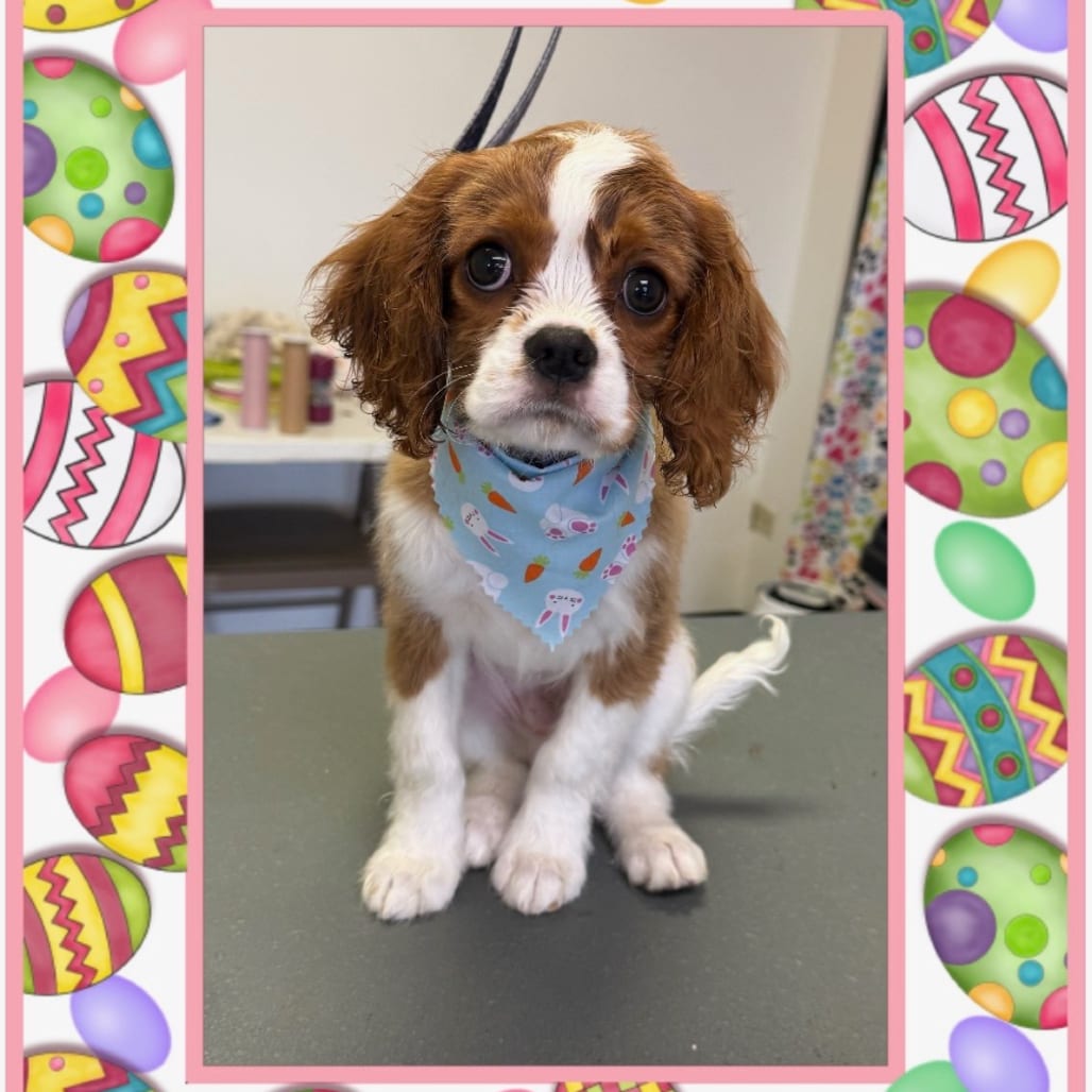 Photo of Casper - Home to Home, adoptable Spaniel, Cavalier King Charles / Spaniel, Cocker in South Elgin, Illinois