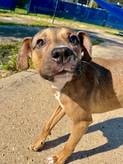 Photo of Juno, adoptable Mixed Breed in New Orleans, Louisiana