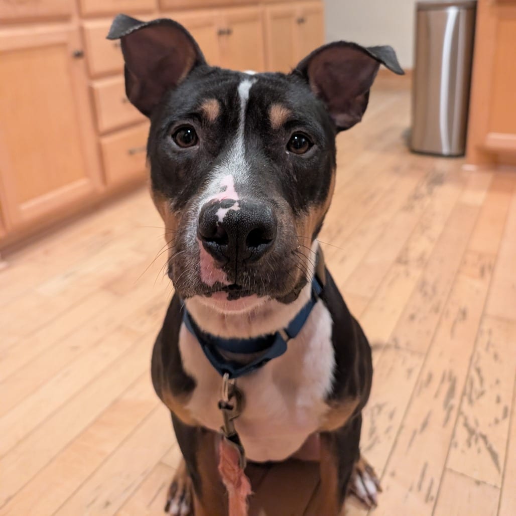 Photo of Sergio D12301, adoptable Terrier, Pit Bull in Princeton area, Minnesota