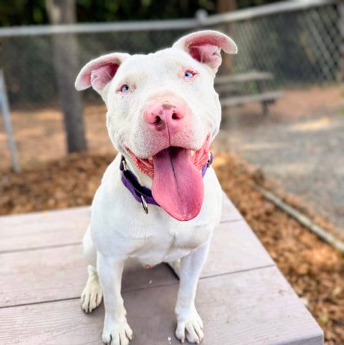 Photo of Bennie, adoptable Bull Terrier in Oakland, California