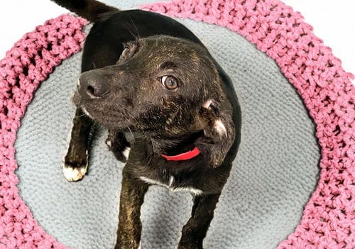 Photo of Jolee, adoptable Labrador Retriever in Ft Lauderdale, Florida