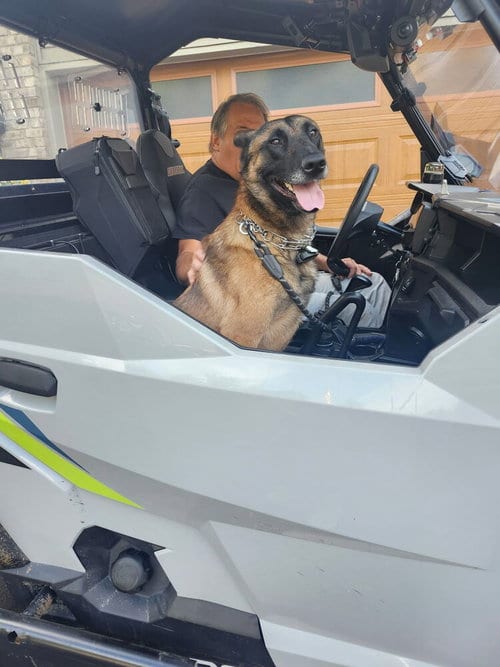 Photo of King located in OH, adoptable Belgian Shepherd Malinois in Imlay City, Michigan