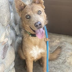Photo of Wylie, adoptable Blue Heeler Retriever (Unknown Type) in Newport Beach, California
