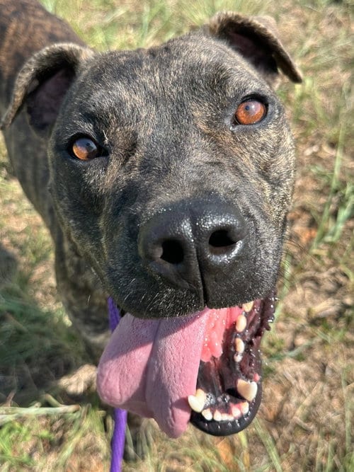 Photo of Crowley, adoptable Pit Bull Terrier in Newcastle, Oklahoma