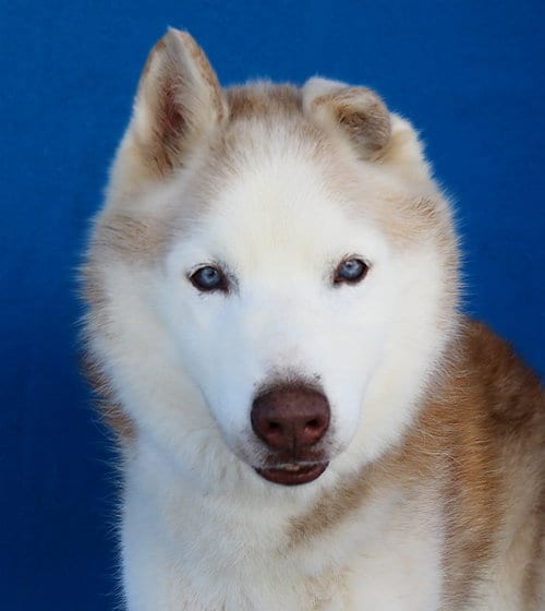Photo of Hero, adoptable Siberian Husky in Pasadena, California