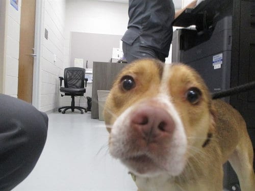 Photo of A391698, adoptable Beagle in Ocala, Florida
