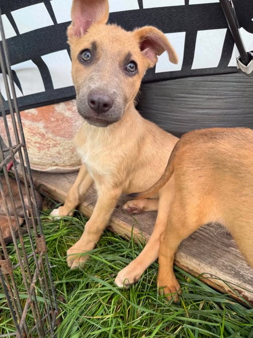 Photo of Liesl, adoptable German Shepherd Dog in MIDWAY, Utah