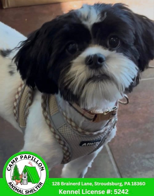 Photo of Cookie, adoptable Shih Tzu in Stroudsburg, Pennsylvania