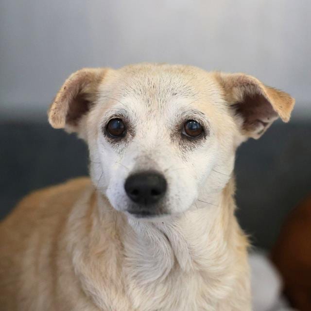 Photo of Koda, adoptable dog in San Antonio, Texas